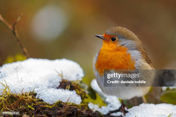 first snow (20539) - nobile stock pictures, royalty-free photos & images