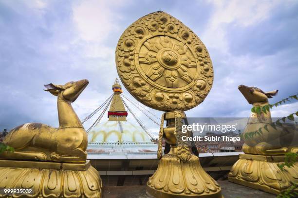 framing architecture series - representación de animal fotografías e imágenes de stock