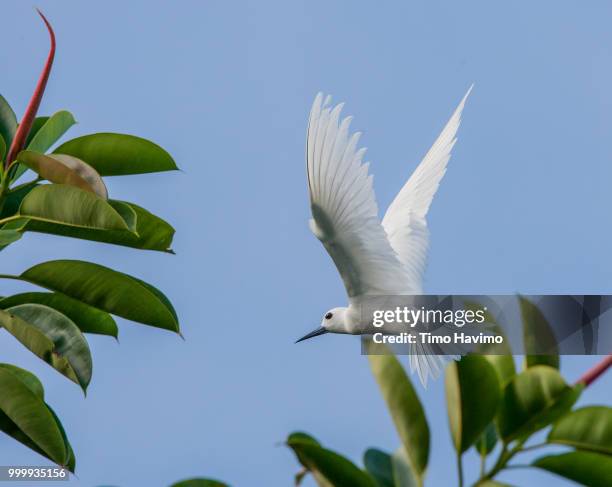 white tern; moorea french polynesia; copyright timo havimo - little egret (egretta garzetta) stock pictures, royalty-free photos & images