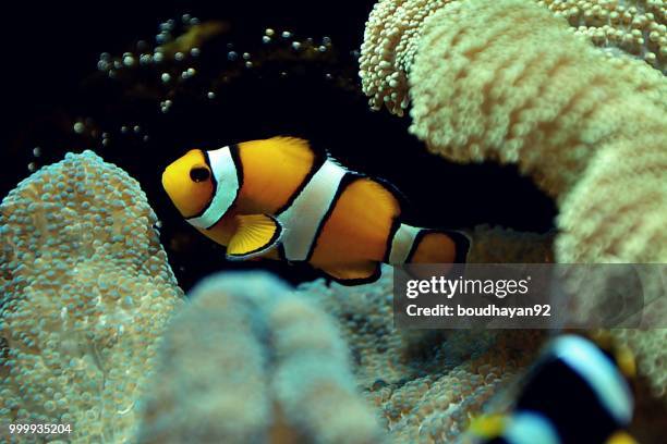 clown fish - false clown fish stock pictures, royalty-free photos & images