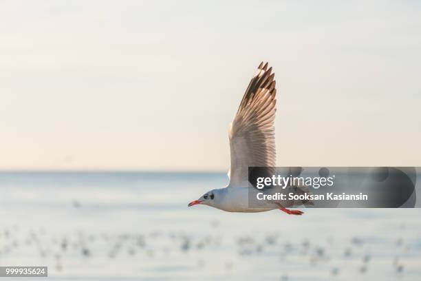 flying seagull over sea suface - black headed gull stock pictures, royalty-free photos & images