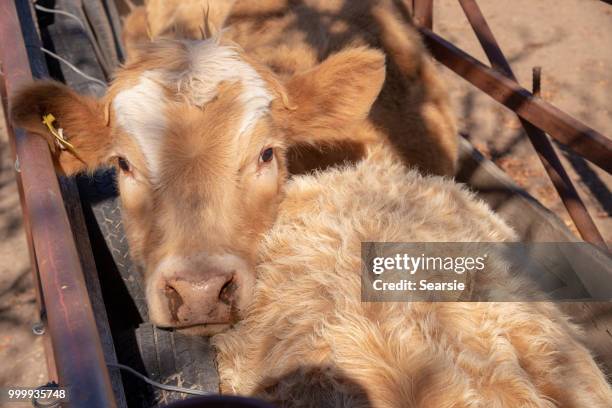 stock yard and grass fed beef cattle steers - searsie stock pictures, royalty-free photos & images