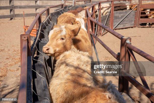 grass fed beef cattle steers being mustered - searsie stock pictures, royalty-free photos & images