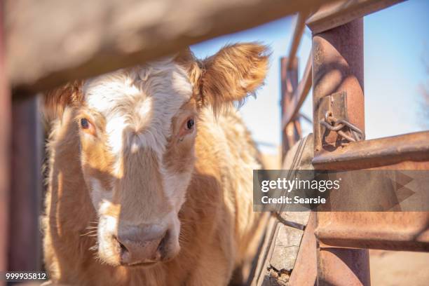 grass fed beef cattle steers being mustered - searsie stock pictures, royalty-free photos & images