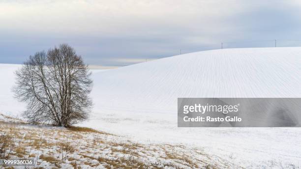 winter curves - rasto 個照片及圖片檔