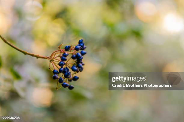 detalles de la naturaleza en parque el capricho en madrid - naturaleza - fotografias e filmes do acervo