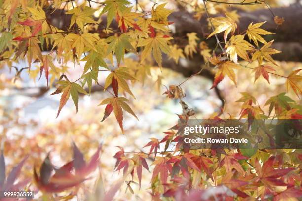 autumn leaves - rowan davie stock-fotos und bilder