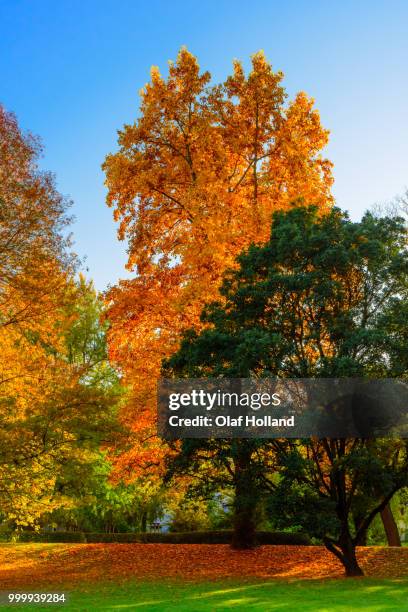 autumn in the park 02 - holland park foto e immagini stock