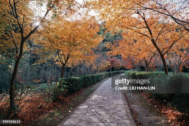 autumn colors - liu he fotografías e imágenes de stock