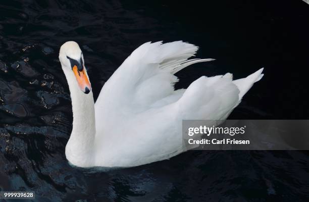 white swan - carl stockfoto's en -beelden