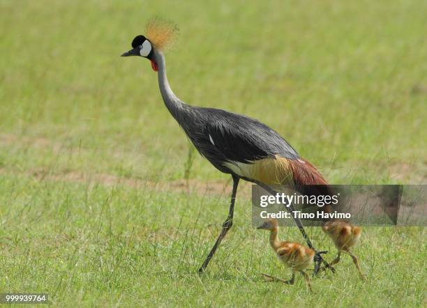 grey crowned crane with chicks murchison falls uganda; copyright timo havimo - murchison falls stock-fotos und bilder