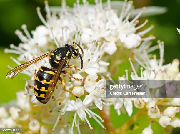 yellow jacket - carl stockfoto's en -beelden