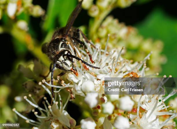 yellow jacket 2 - inflorescence stock pictures, royalty-free photos & images