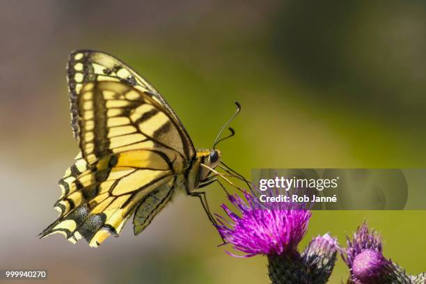 swallowtail butterfly - pages of president george washingtons first inaugural address on in u s capitol building stockfoto's en -beelden