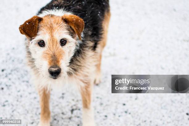 winter dog - vazquez stockfoto's en -beelden