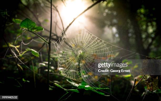 spinnennetz in einem nebligen wald - ernst 個照片及圖片檔