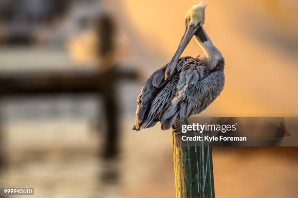 preening pelican. - foreman stock pictures, royalty-free photos & images