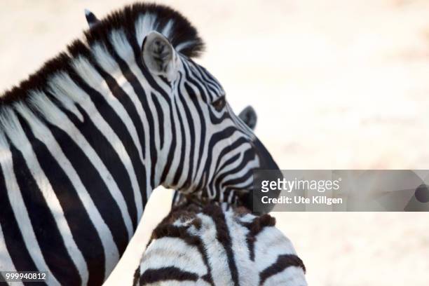 zebra i - ute ストックフォトと画像