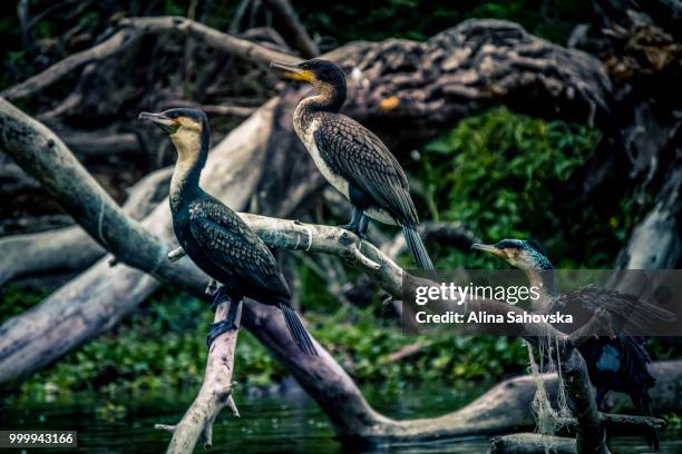 white breasted cormorant - alina stockfoto's en -beelden