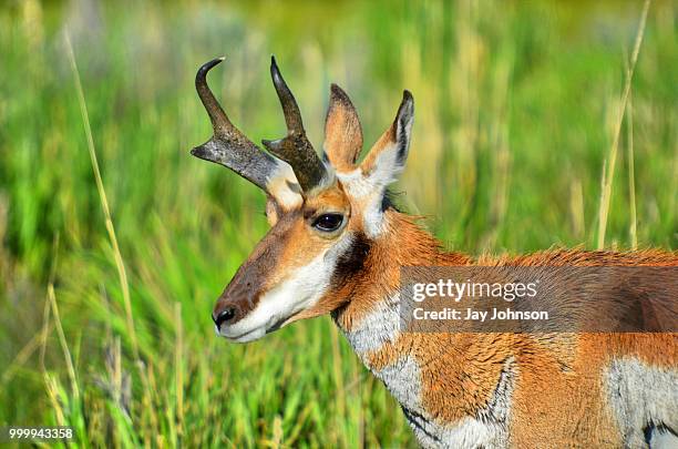 pronghorn - johnson stock-fotos und bilder