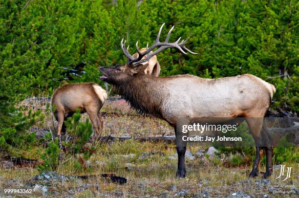 madison bull elk - johnson stock-fotos und bilder