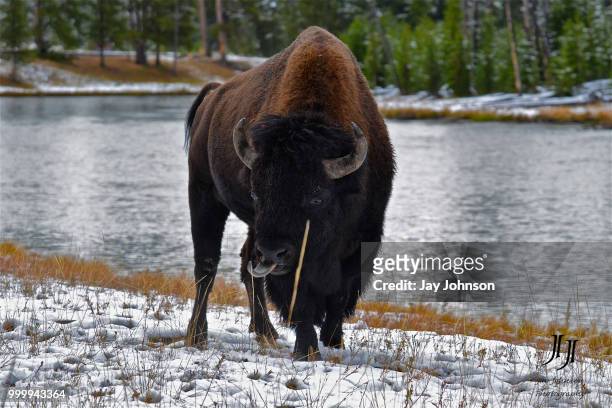 firehole river bison - johnson stock-fotos und bilder
