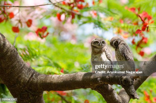 spotted owlets (athene brama) - brama stock-fotos und bilder