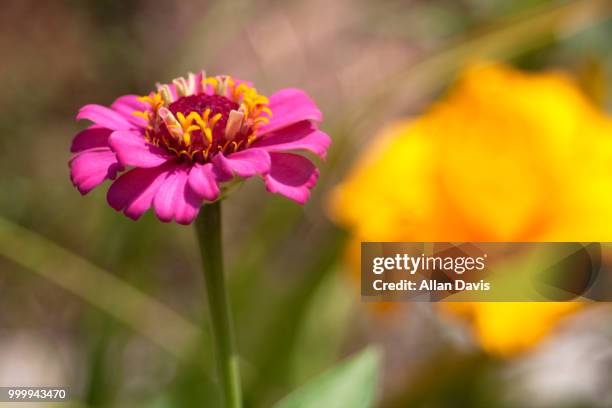 blossom - davis stockfoto's en -beelden