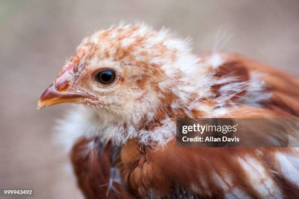 pullet - davis stockfoto's en -beelden