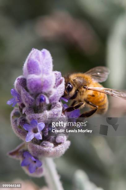 bee on lavender - pollination stock pictures, royalty-free photos & images