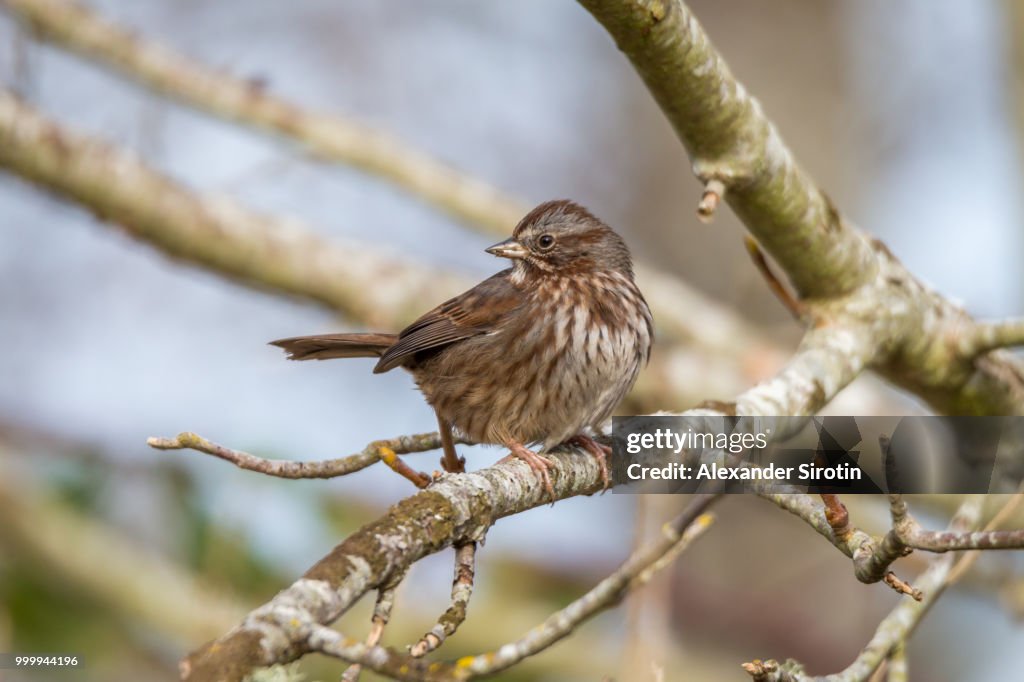 House Wren on a tree