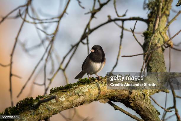 dark-eyed junco - jenco stock pictures, royalty-free photos & images