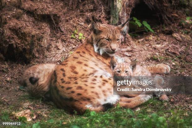 lynx family lies in the grass - sandra stockfoto's en -beelden