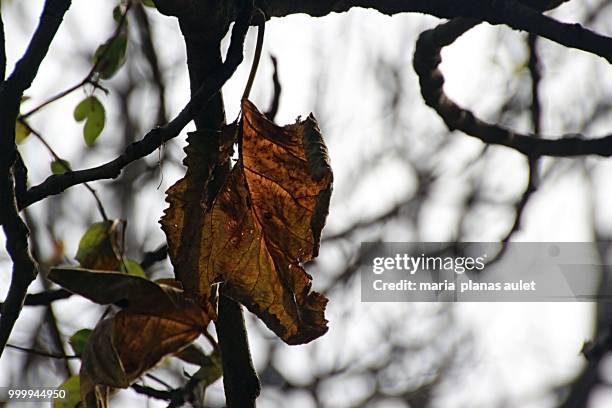 hojas secas - hojas stockfoto's en -beelden