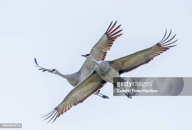 sandhill crane; portland oregon usa; copyright timo havimo - sandhill stock pictures, royalty-free photos & images