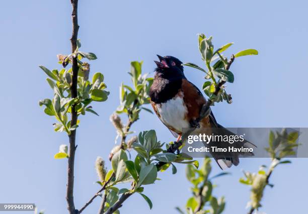 rufous sided towhee; ocean shores washington usa; copyright timo havimo - towhee fotografías e imágenes de stock