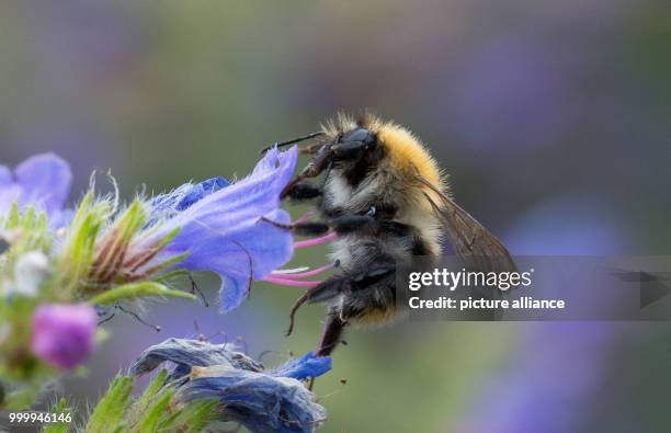 May 2018, Emden, Germany: A bumblebee gatheres nectar from a plant at the Eco Factory Emden, where the cultivation of crop plants in a salty...