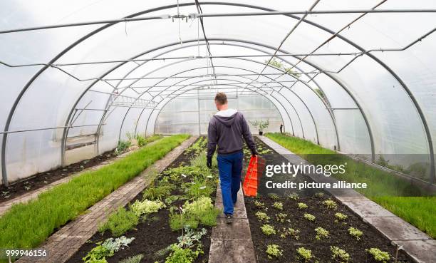 May 2018, Emden, Germany: An employee can be seen inside a greenhouse at the Eco Factory Emden, where the cultivation of crop plants in a salty...