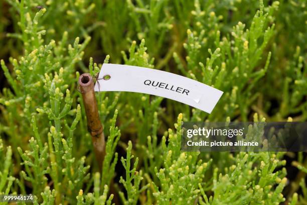 May 2018, Emden, Germany: The plant Salicornia can be seen inside a greenhouse at the Eco Factory Emden. The sample cultivation is party of the EU...