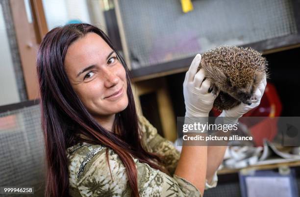 July 2018, Munich, Germany: Lydia Schuebel from the Animal Protection Association Munich holds a hedgehog who has been injured by a net in a garden....