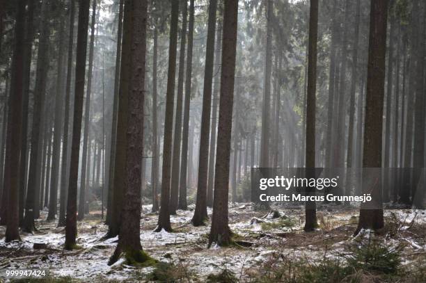 woods at winter - marcas stock-fotos und bilder