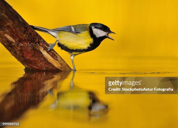 great tit drinking water in the pond. - fotografia stock pictures, royalty-free photos & images
