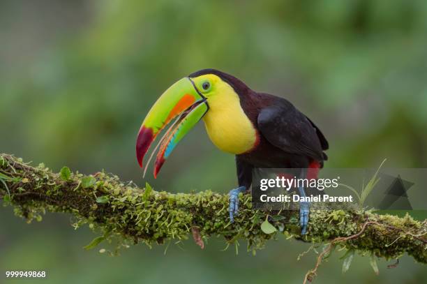 toucan tongue lashing... - keel billed toucan stock pictures, royalty-free photos & images