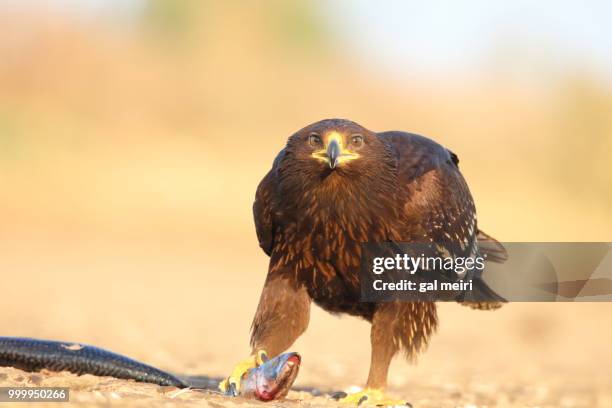 eagle - gal stock pictures, royalty-free photos & images