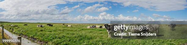 panorama zwarte haan (cows) - haan stock pictures, royalty-free photos & images