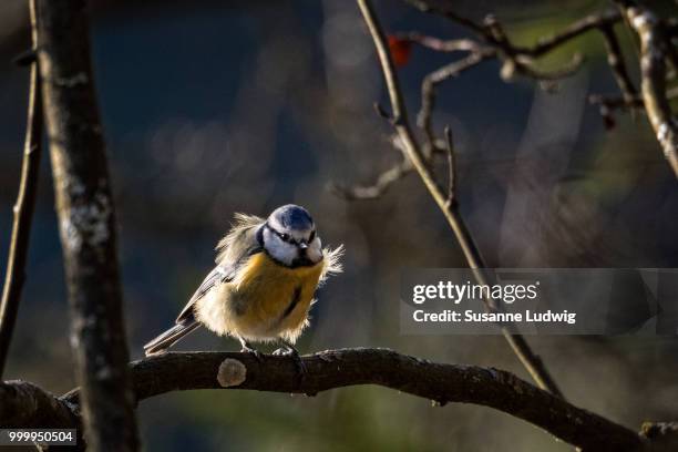 windy - ludwig stock pictures, royalty-free photos & images