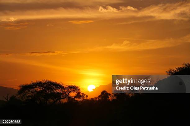 sunset in the savannah - olga stock pictures, royalty-free photos & images