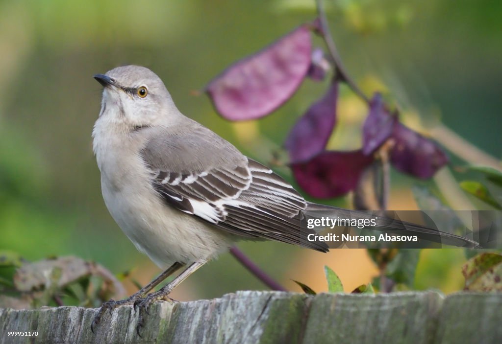 Indiana Mockingbird Mockingbird High-Res Stock Photo - Getty Images