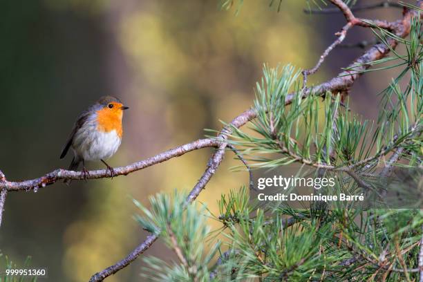 rouge gorge familier - rouge gorge stockfoto's en -beelden