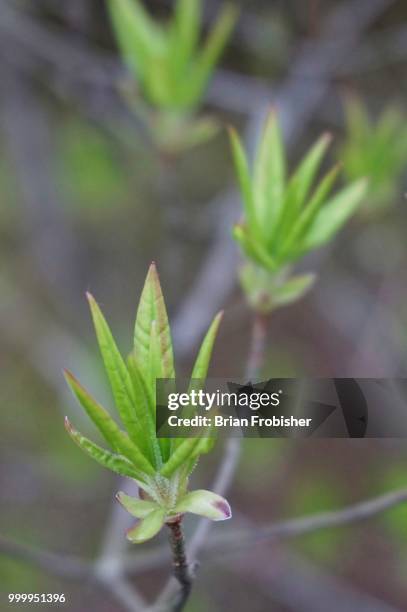 green leaves - brian stock-fotos und bilder